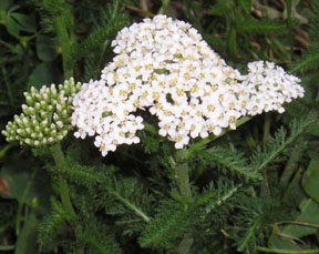 Achillea millefolium