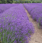 lavanda