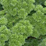 Parsley