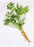 Petroselinum crispum var. tuberosum (Hamburg Parsley)