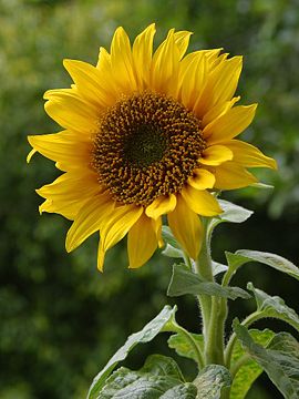 http://upload.wikimedia.org/wikipedia/commons/thumb/a/a9/A_sunflower.jpg/270px-A_sunflower.jpg